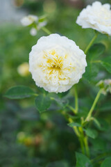 The Pilgrim Rose Blooming in Summer