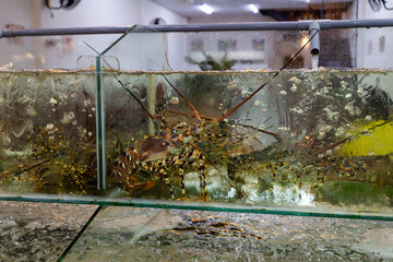 fresh lobster in the aquarium of a street Vietnamese restaurant