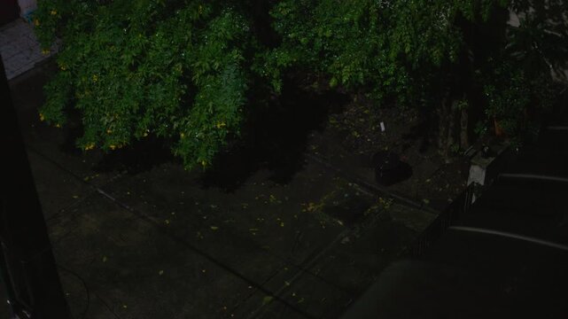 Night rainy on gren tree tropical forest nature science weather