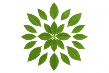 Green leaves arranging in circular star pattern forming floral mandala shape on transparent background