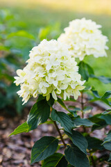 Paniculata Hydrangea Skyfall With White Blossoms