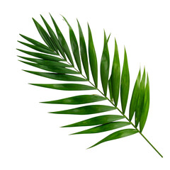 Naklejka premium Single, vibrant green palm leaf on a black background, showcasing a glossy texture