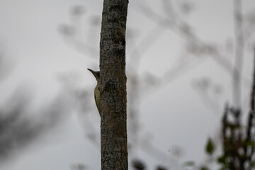 Green Woodpecker Hiding Behind a Tree Trunk