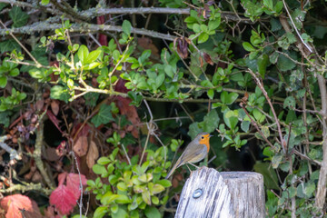 European Robin Perched on a Weathered Wooden Post
