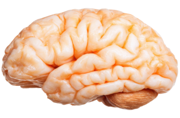 A highly detailed, realistic depiction of a human brain showcasing its intricate folds and textures.
