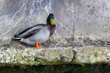 duck on the rocks