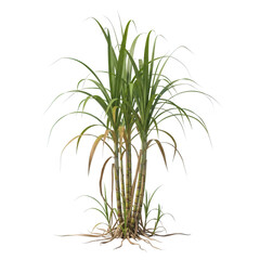 Obraz premium Sugar cane plant with roots and green leaves isolated on transparent background