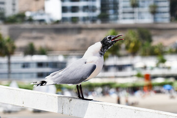 Franklin’s gull (Leucophaeus pipixcan, gaviota) perched on a white railing near the coast of Peru, calling out under bright sunlight with blurred urban buildings and palm trees in the background.