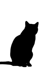 Obraz premium black cat on white background