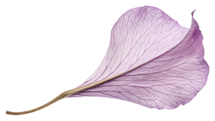 Single dried lavender petal curled slightly, isolated on transparent background, fine texture and natural pastel tone.