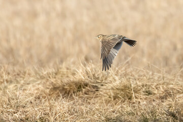 Skylark