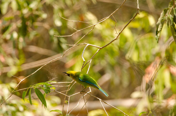 Male blue-winged leafbird Chloropsis moluccensis calling. Cat Tien National Park. Vietnam.