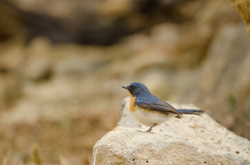 Male Tickell's blue flycatcher Cyornis tickelliae indochina. Cat Tien National Park. Vietnam.