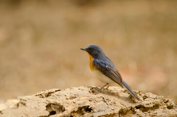 Male Tickell's blue flycatcher Cyornis tickelliae indochina. Cat Tien National Park. Vietnam.