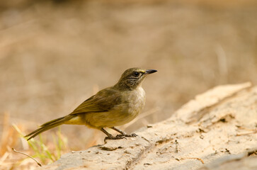 Stripe-throated bulbul Pycnonotus finlaysoni eous. Cat Tien National Park. Vietnam.