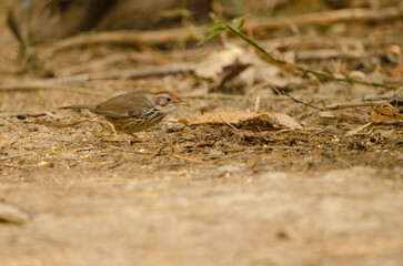 Puff-throated babbler Pellorneum ruficeps. Cat Tien National Park. Vietnam.