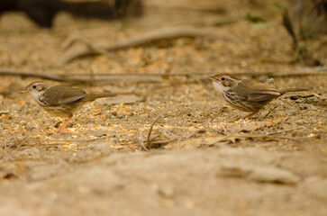 Puff-throated babblers Pellorneum ruficeps. Cat Tien National Park. Vietnam.