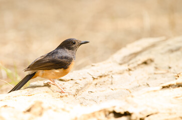 Female white-rumped shama Copsychus malabaricus macrourus. Cat Tien National Park. Vietnam.
