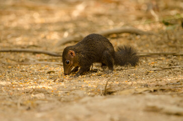 Northern treeshrew Tupaia belangeri feeding. Cat Tien National Park. Vietnam.