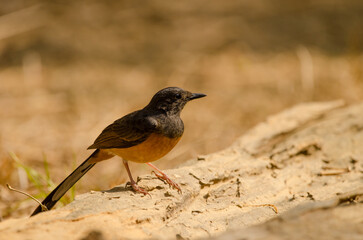 Female white-rumped shama Copsychus malabaricus macrourus. Cat Tien National Park. Vietnam.
