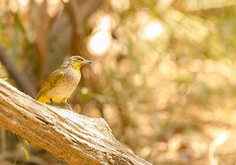 Stripe-throated bulbul Pycnonotus finlaysoni eous. Cat Tien National Park. Vietnam.