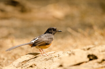Female white-rumped shama Copsychus malabaricus macrourus. Cat Tien National Park. Vietnam.