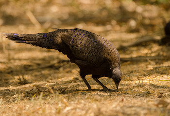 Germain's peacock-pheasant Polyplectron germaini. Female searching for food. Cat Tien National Park. Vietnam.