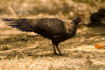 Female Germain's peacock-pheasant Polyplectron germaini. Cat Tien National Park. Vietnam.