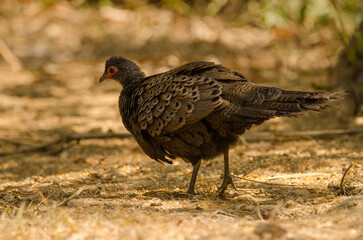 Germain's peacock-pheasant Polyplectron germaini. Female shaking its plumage. Cat Tien National Park. Vietnam.