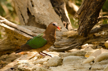 Common emerald dove Chalcophaps indica. Female drinking water. Cat Tien National Park. Vietnam.