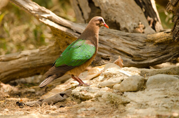 Female common emerald dove Chalcophaps indica. Cat Tien National Park. Vietnam.