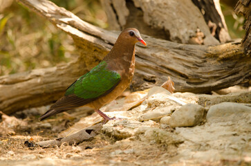 Female common emerald dove Chalcophaps indica. Cat Tien National Park. Vietnam.