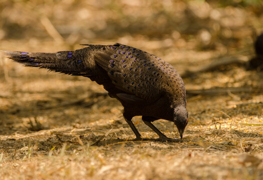 Germain's peacock-pheasant Polyplectron germaini. Female searching for food. Cat Tien National Park. Vietnam.