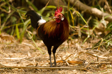 Male red junglefowl Gallus gallus gallus. Cat Tien National Park. Vietnam.