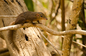 Northern treeshrew Tupaia belangeri. Cat Tien National Park. Vietnam.