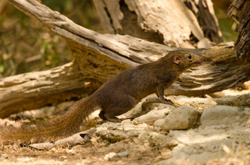 Northern treeshrew Tupaia belangeri drinking water. Cat Tien National Park. Vietnam.