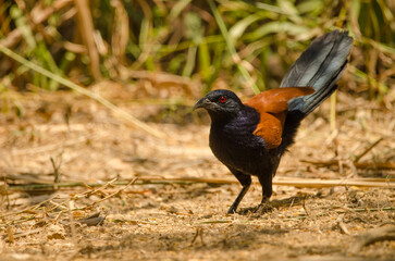 Greater coucal Centropus sinensis intermedius. Cat Tien National Park. Vietnam.