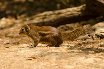 Berdmore's ground squirrel Menetes berdmorei. Cat Tien National Park. Vietnam.