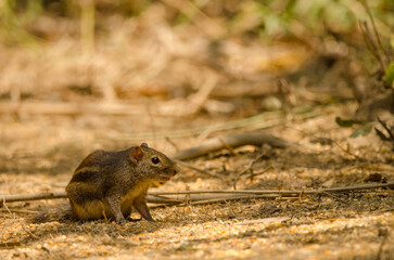 Berdmore's ground squirrel Menetes berdmorei. Cat Tien National Park. Vietnam.
