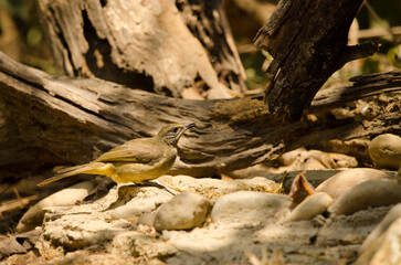 Stripe-throated bulbul Pycnonotus finlaysoni eous drinking water. Cat Tien National Park. Vietnam.