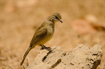 Stripe-throated bulbul Pycnonotus finlaysoni eous. Cat Tien National Park. Vietnam.