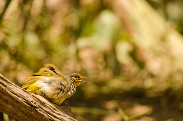 Stripe-throated bulbul Pycnonotus finlaysoni eous shaking its plumage and calling. Cat Tien National Park. Vietnam.