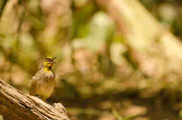 Stripe-throated bulbul Pycnonotus finlaysoni eous. Cat Tien National Park. Vietnam.