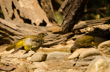 Stripe-throated bulbuls Pycnonotus finlaysoni eous drinking water. Cat Tien National Park. Vietnam.