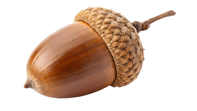 Single acorn with smooth brown nut and textured cap, isolated on transparent background, macro botanical realism, warm tone lighting. - Powered by Adobe