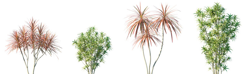 Set of Dracaena marginata and Dracaena Reflexa frontal isolated png on a transparent background perfectly cutout