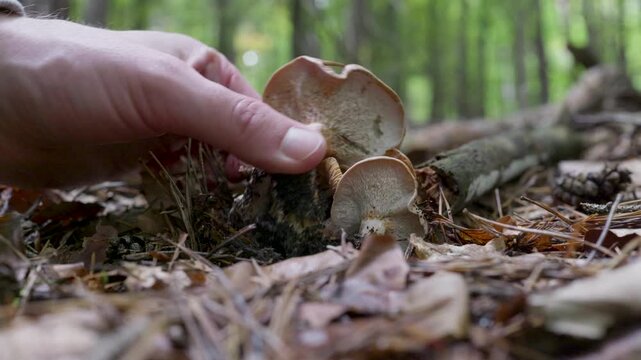 Ochre Gillgobbler (Hypomyces lateritius) &ndash; Parasitic Ascomycete Infecting Milkcap Mushroom