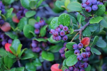 雨上がりのベリー　シャリンバイ