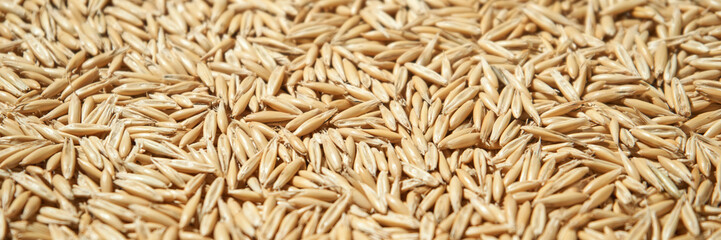 Close-up of golden oat grains in abundance with detailed texture and natural light.