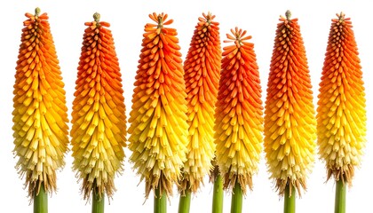 A row of vibrant, spiky flowers transitioning from yellow at the base to fiery orange and red at the top against a clean white background